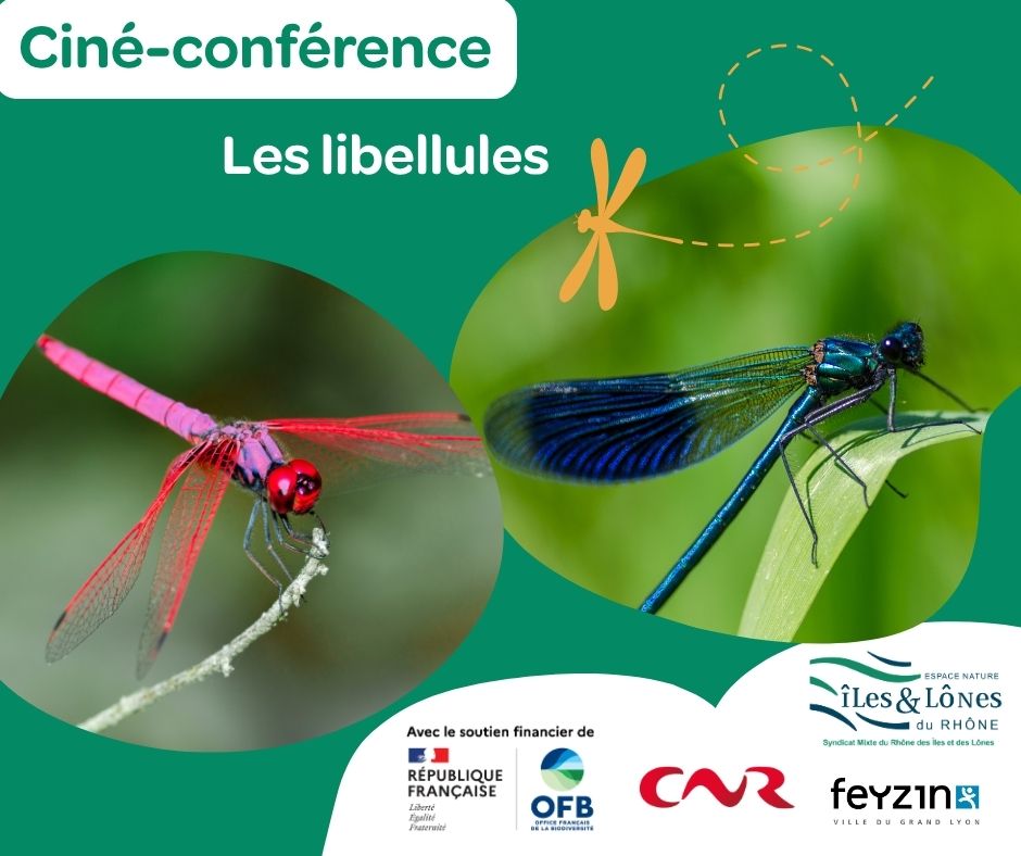 Ciné conf libellules 1